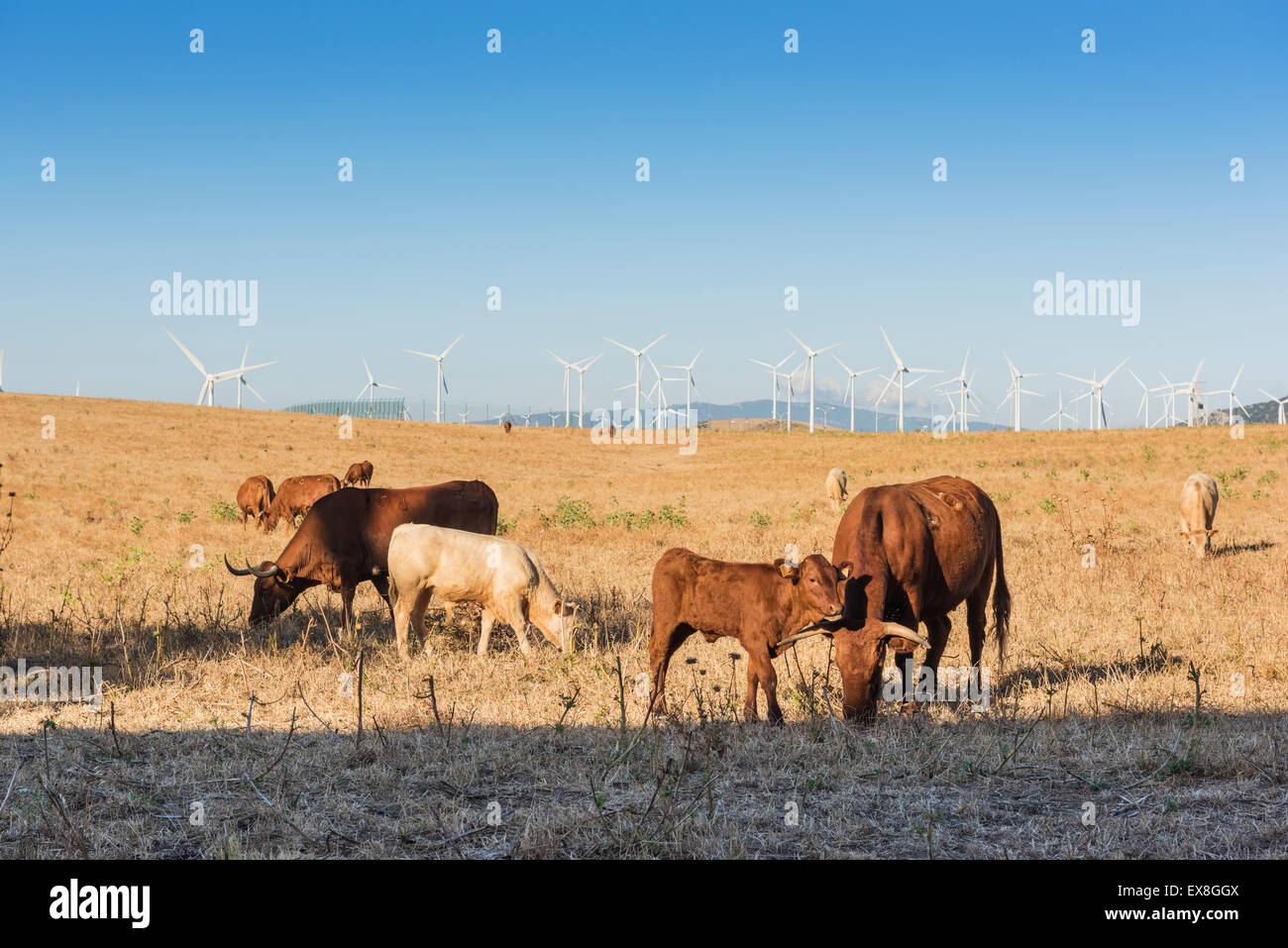 Cows in a field with windmills. Zahara de los Atunes, Tarifa, Cadiz, Andalusia, Southern Spain. Stock Photo
