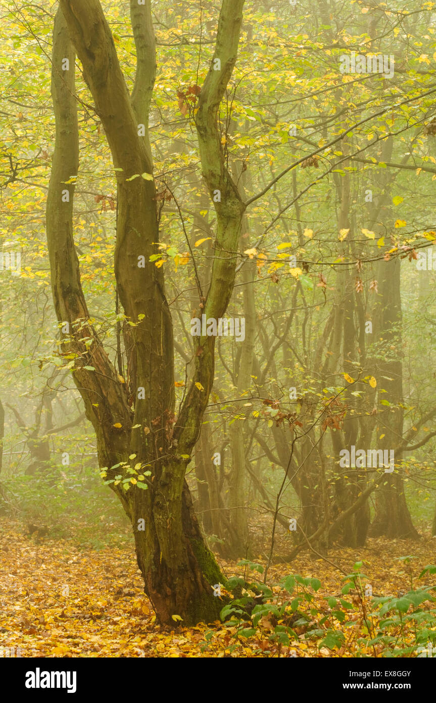 European Hornbeam (Carpinus betulus) coppice woodland in autumn, Kent, England Stock Photo
