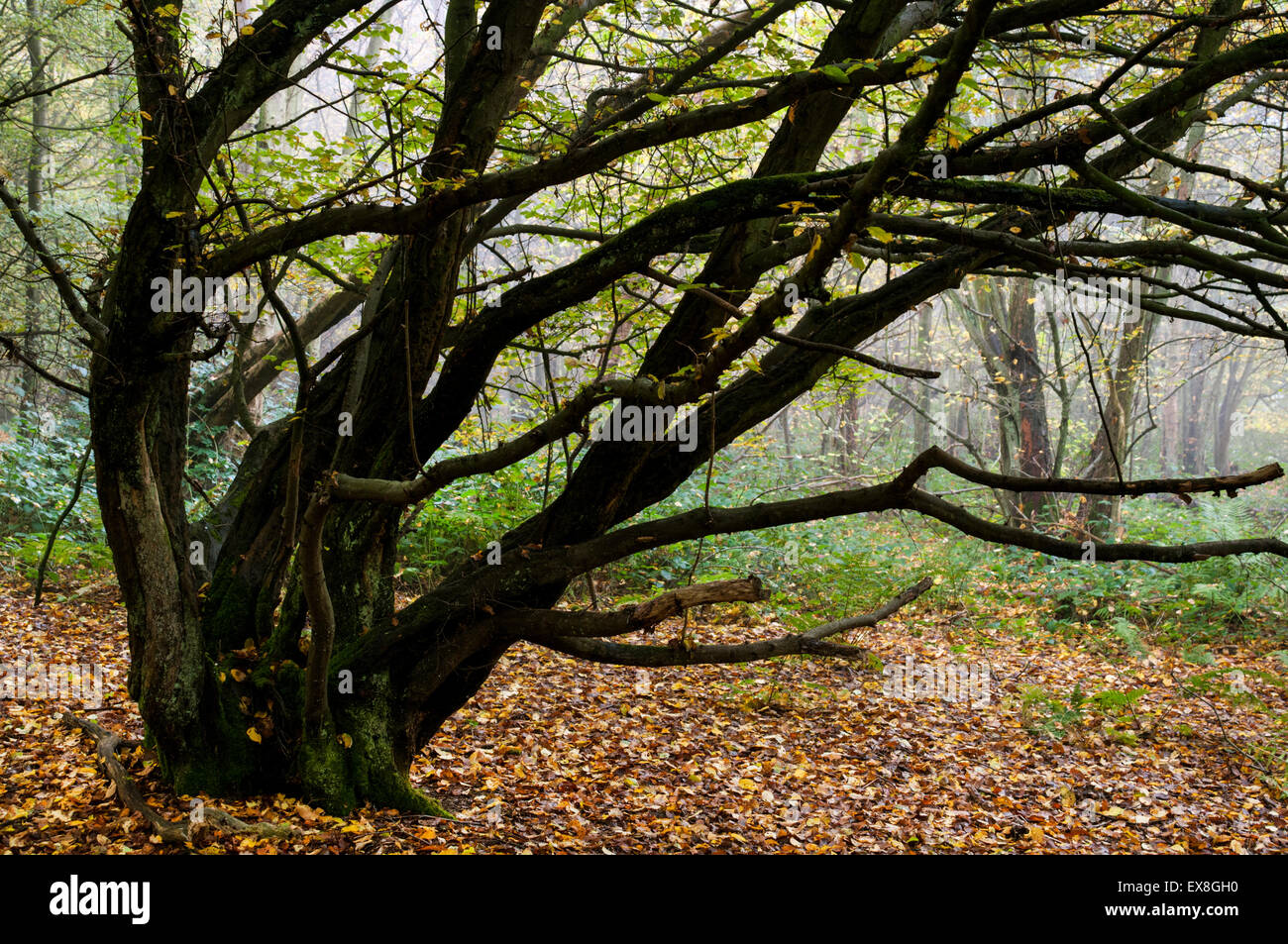 European Hornbeam (Carpinus betulus) coppice woodland in autumn, Kent, England, November Stock Photo