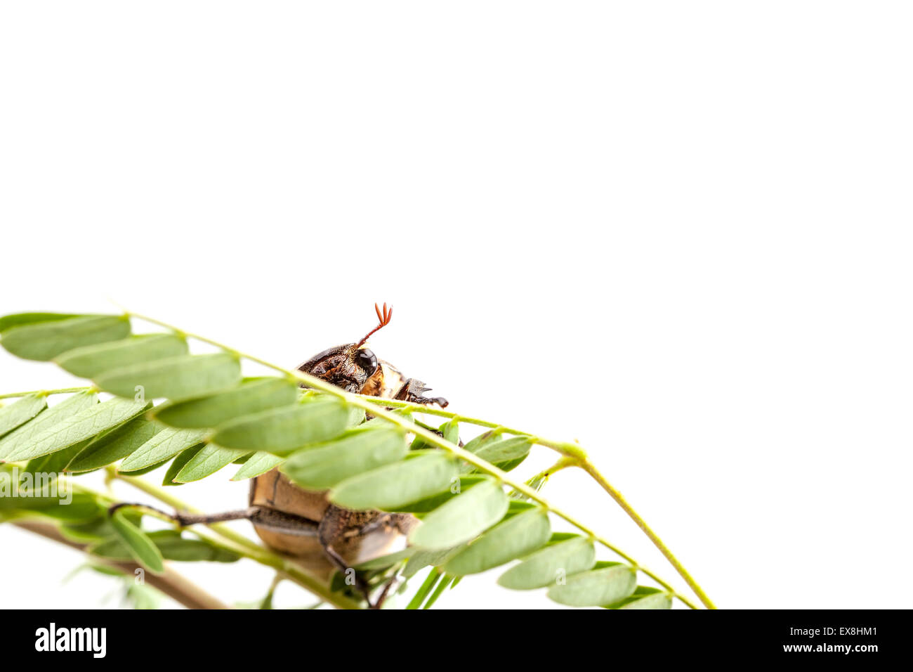 Black beetle beetles Cut Out Stock Images & Pictures - Alamy