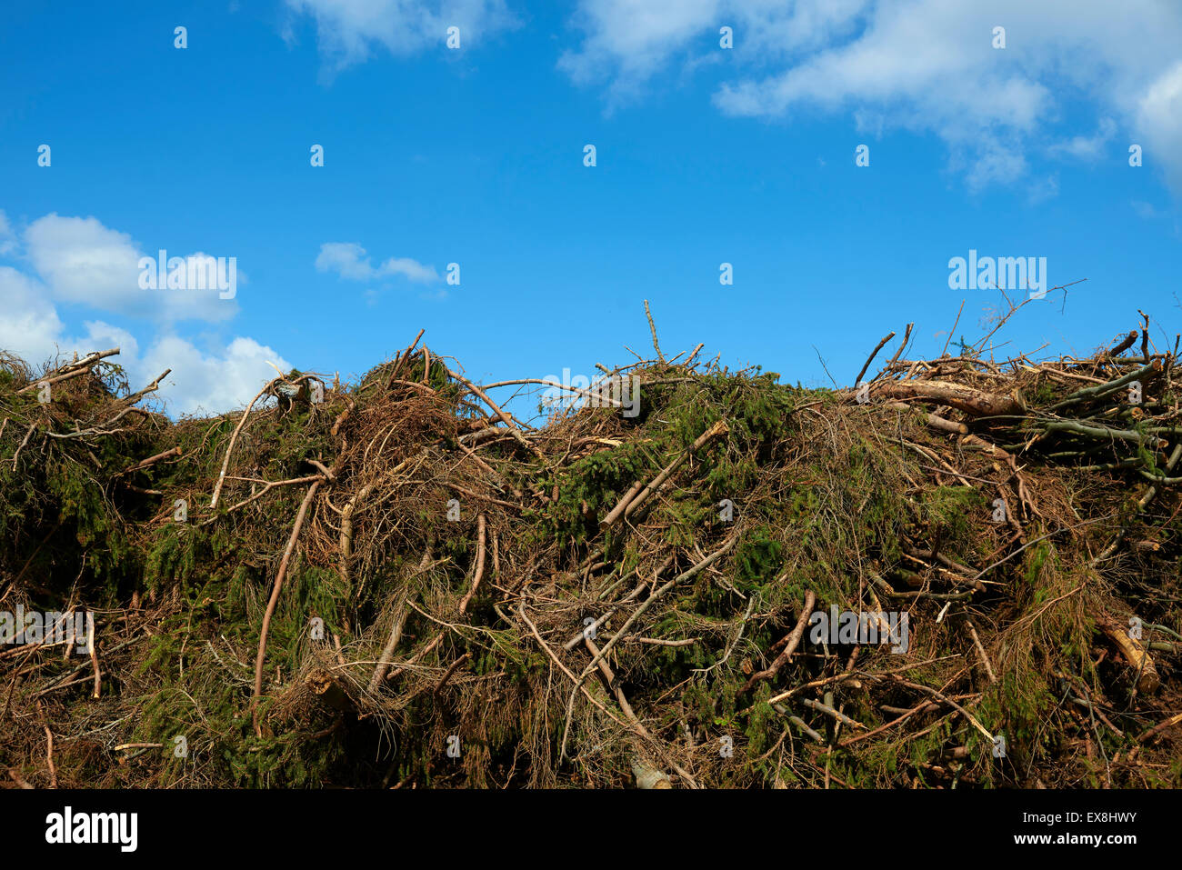 Pile Of Twigs And Branches High Resolution Stock Photography And Images Alamy