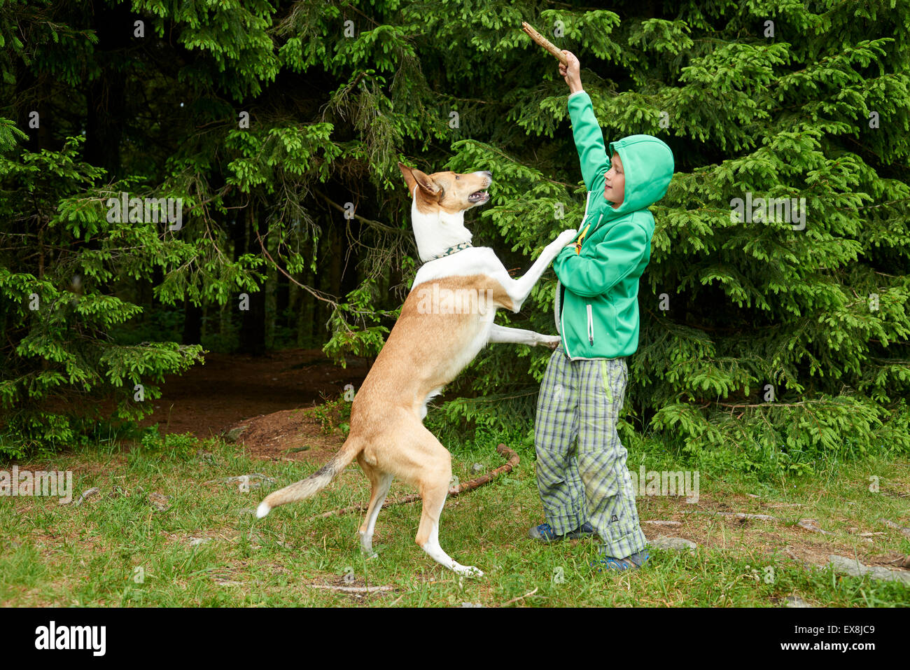 Young boy outdoors playing and throwing stick for dog in the forest Stock Photo