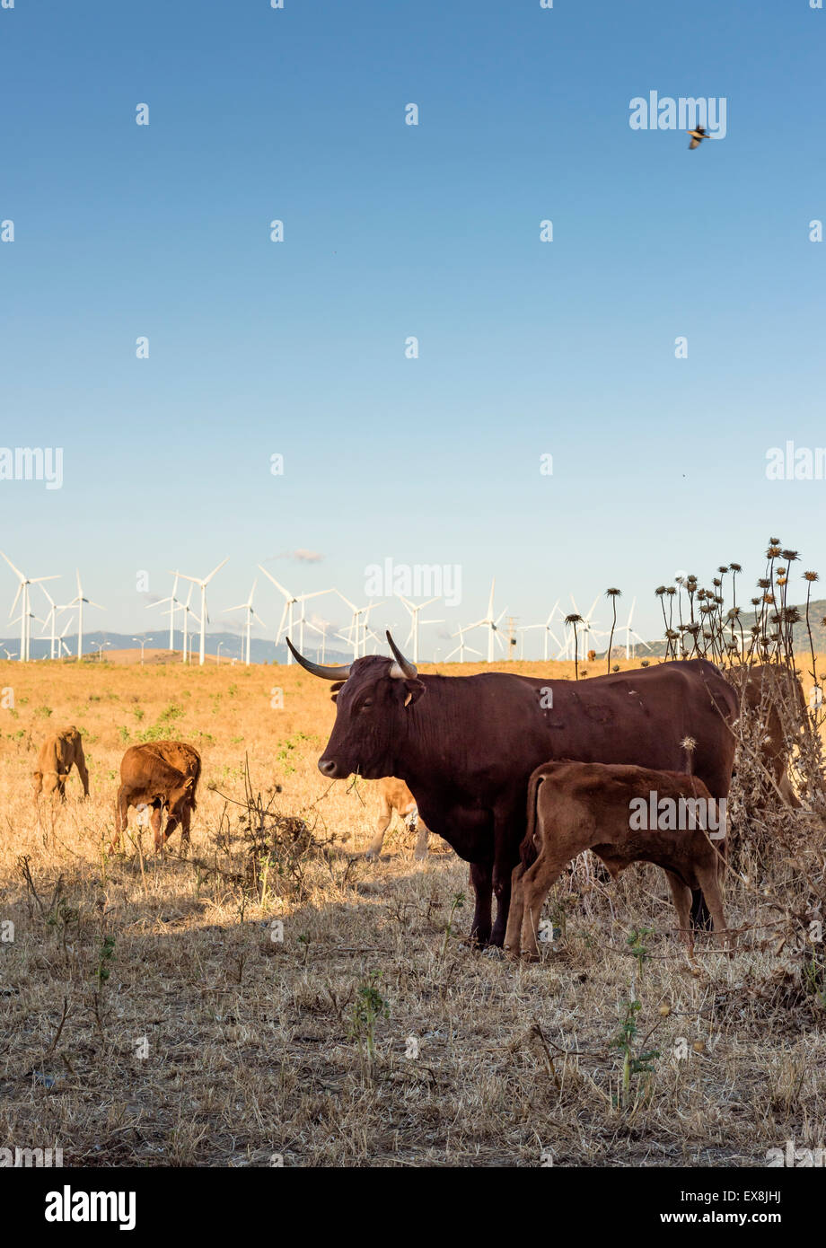 Cows in a field with windmills. Zahara de los Atunes, Tarifa, Cadiz, Andalusia, Southern Spain. Stock Photo