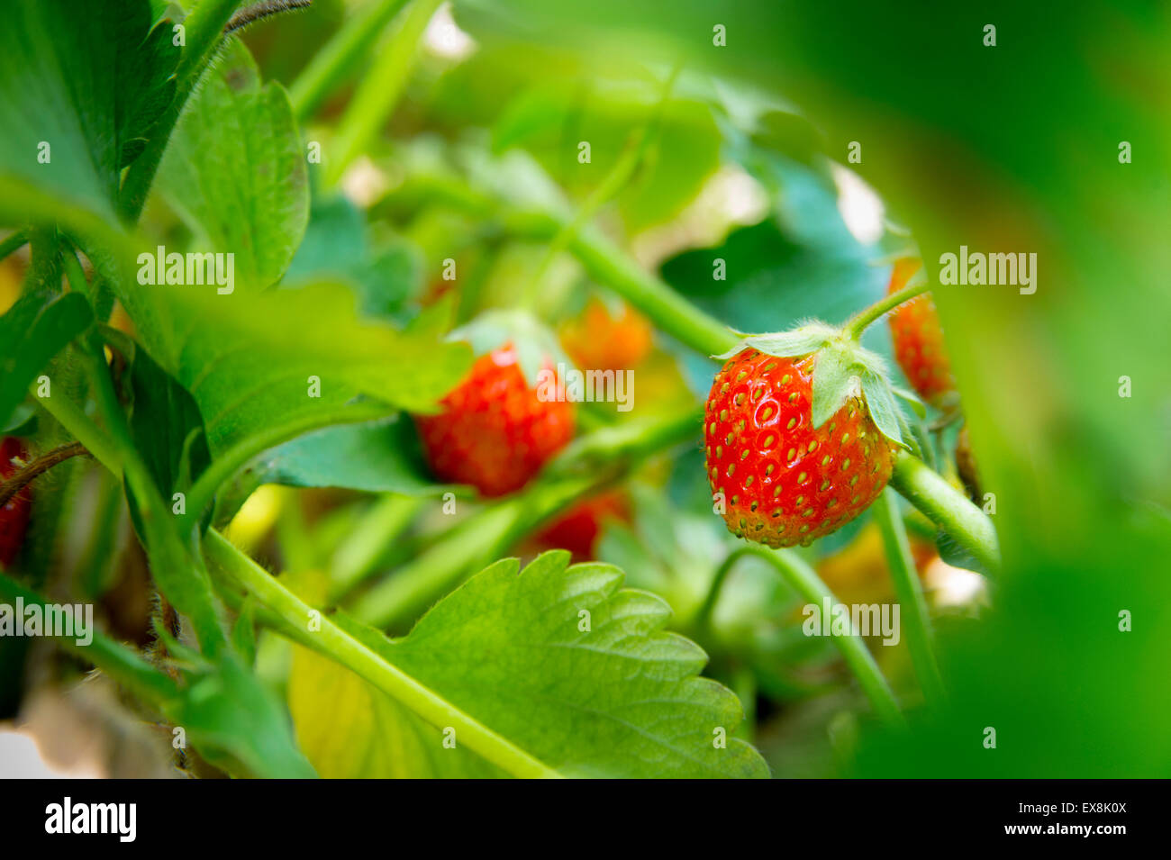 Unripe strawberry on garden hi-res stock photography and images - Alamy