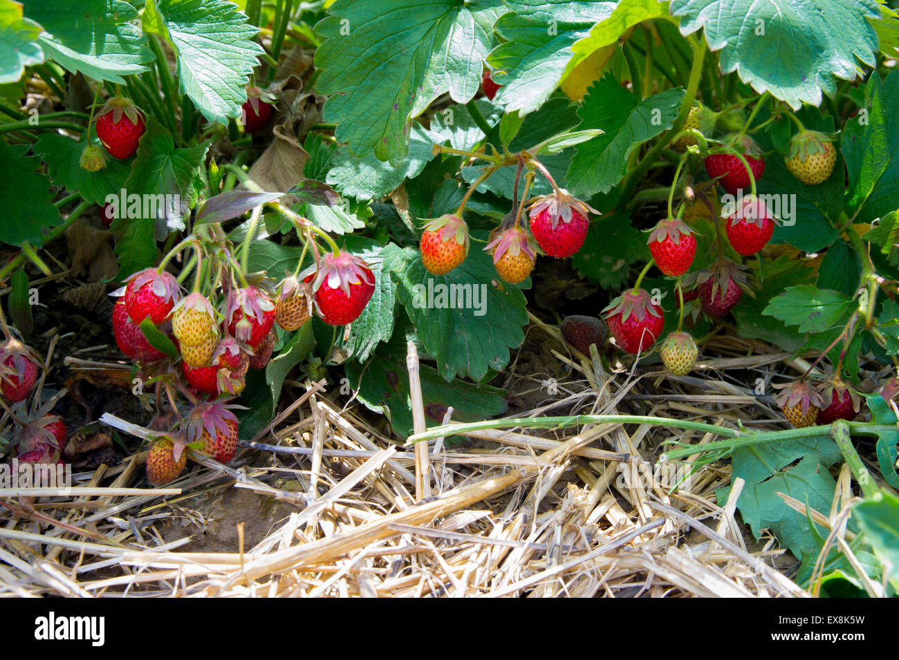 Bunch of Ripe Strawberries hanging on branch Stock Photo - Alamy