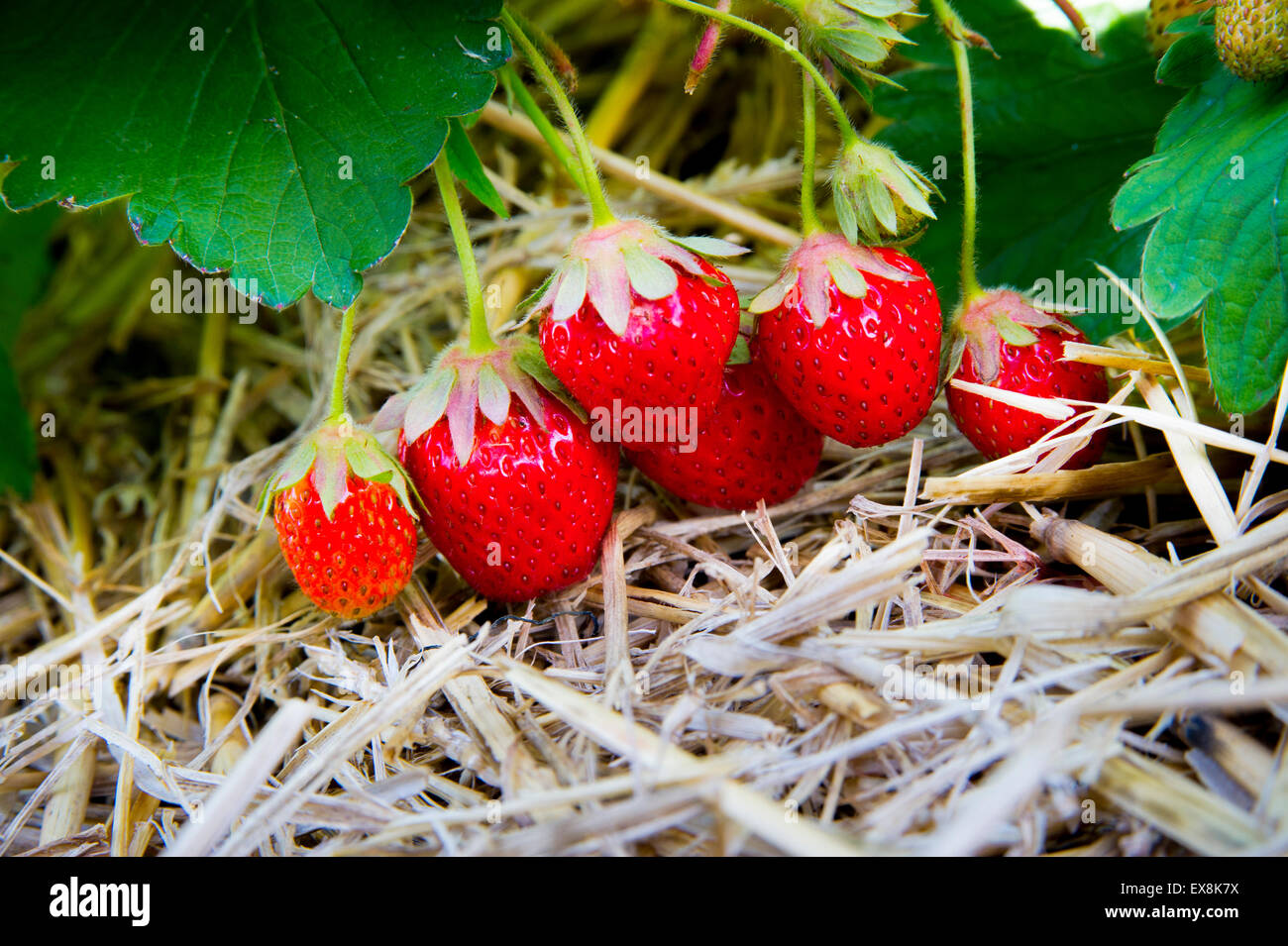 Ripe Strawberries ready to be harvest Stock Photo - Alamy