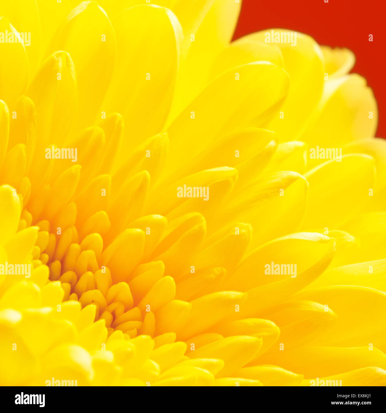 White chrysanthemum bud hi-res stock photography and images - Alamy