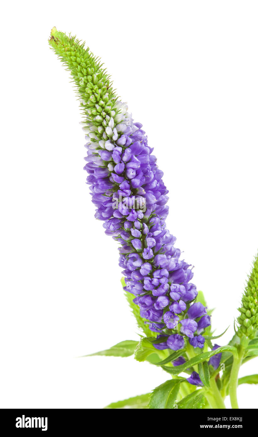 beautiful blue flower, isolated on white background Stock Photo - Alamy