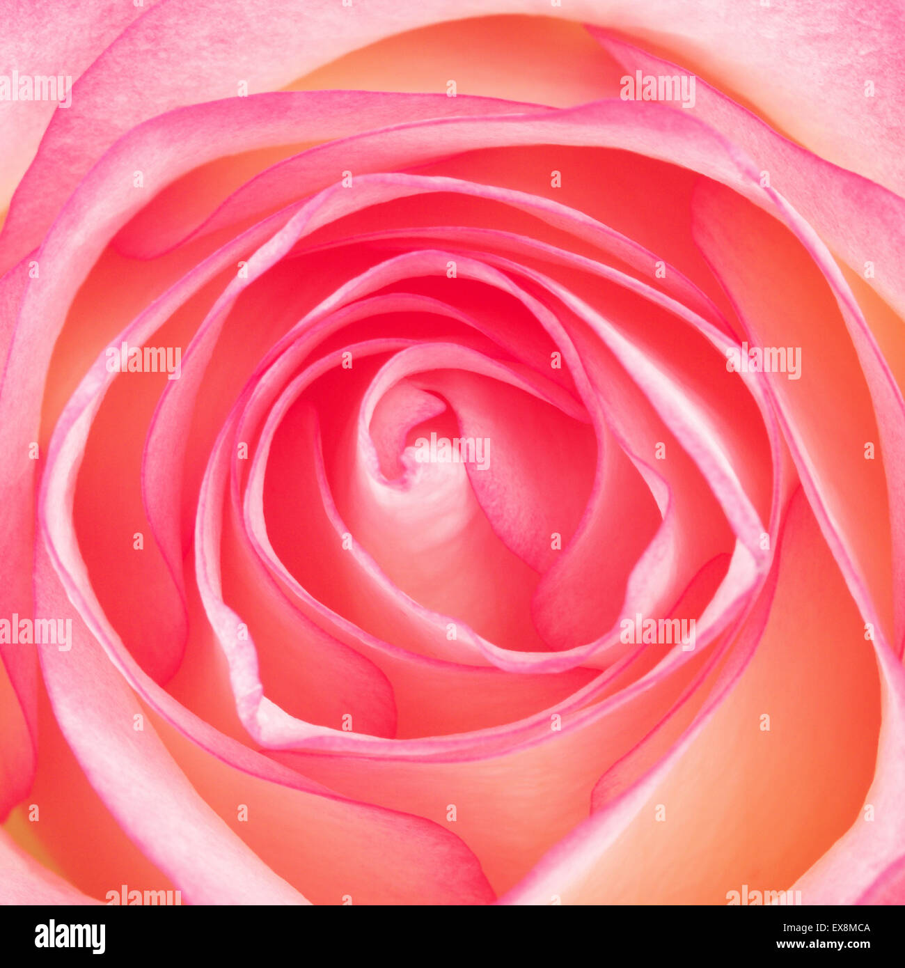 beautiful pink rose flower, close up macro shot Stock Photo - Alamy
