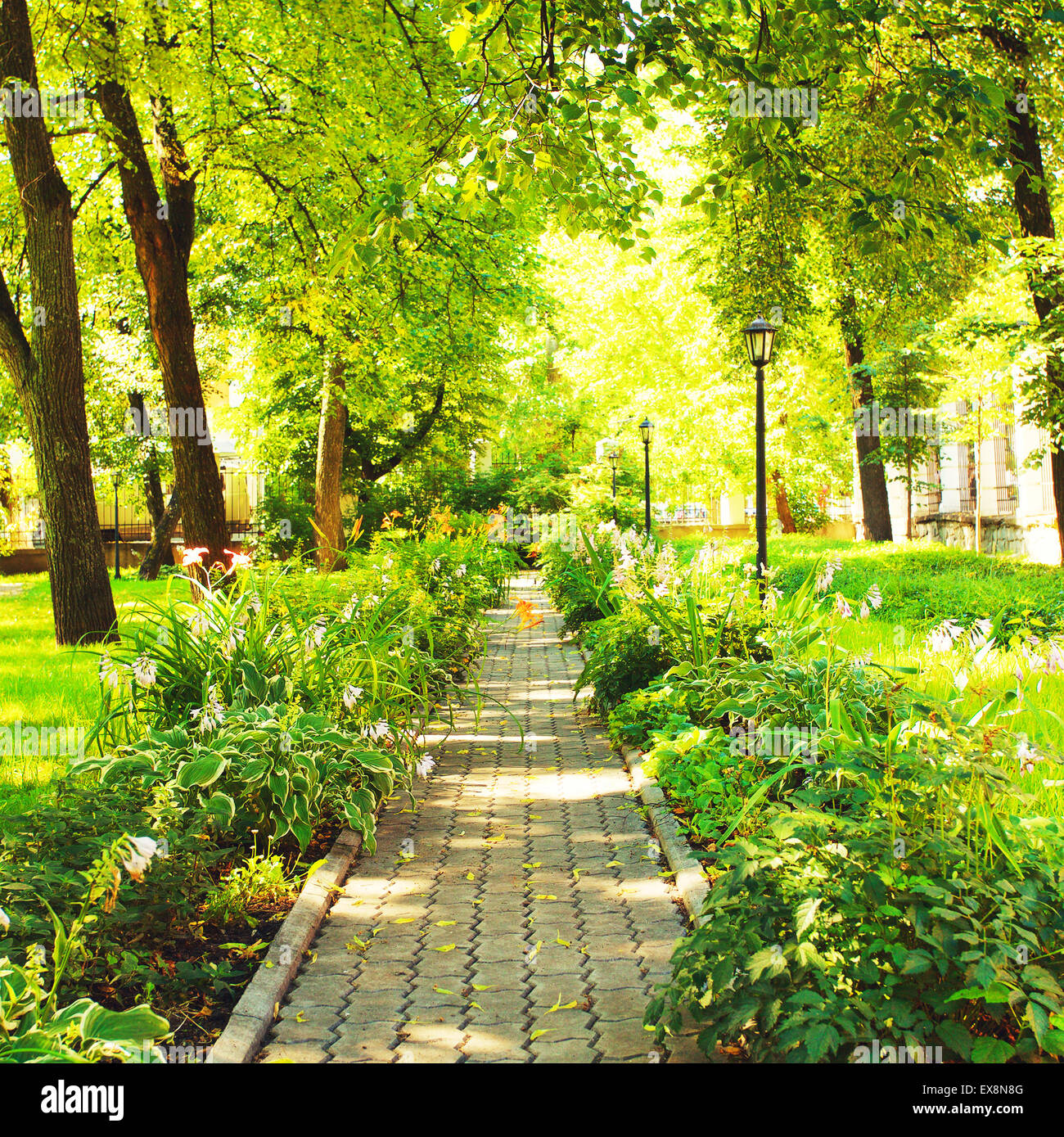 beautiful park alley at sunny summer day Stock Photo - Alamy
