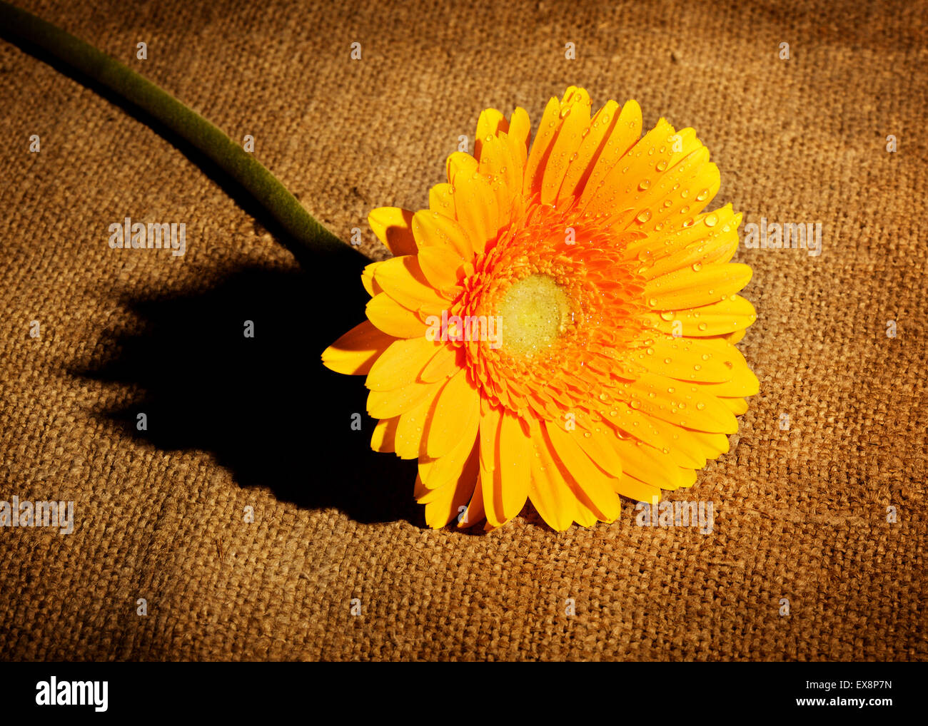 Red Gerbera flower blossom lying down on glass table Stock Photo - Alamy
