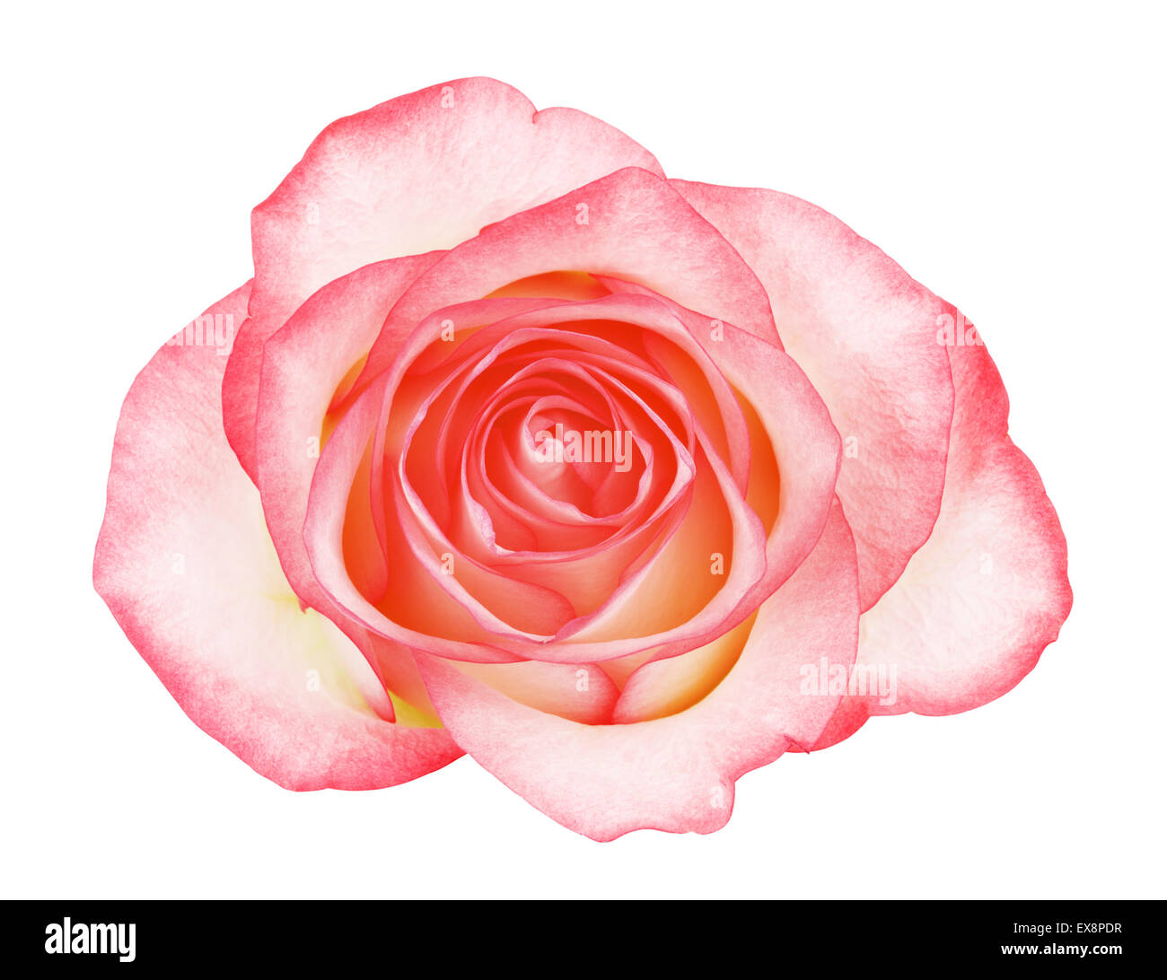 pink rose flower, isolated on white background Stock Photo - Alamy
