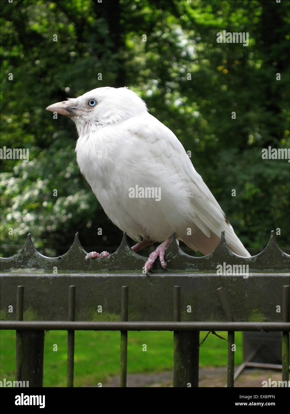 White western jackdaw with blue eyes sitting on a metal gate Stock Photo