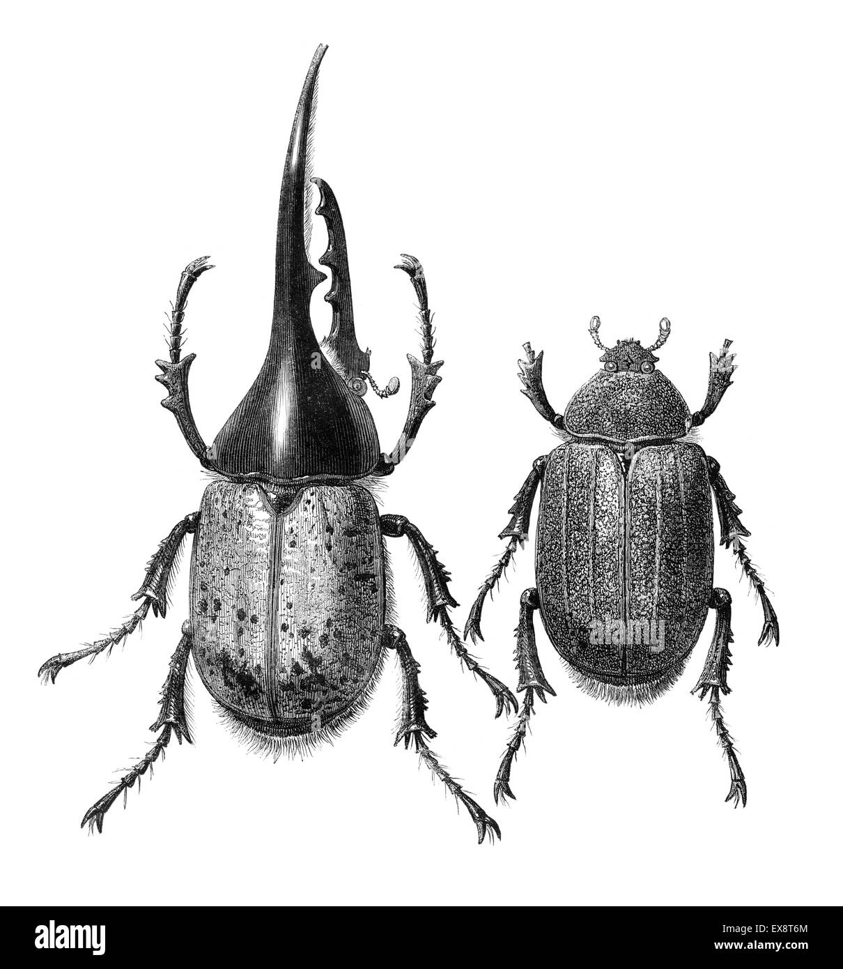 The Hercules beetle (Dynastes hercules) is the most famous and the largest of the rhinoceros beetles. Male (left) and female. En Stock Photo
