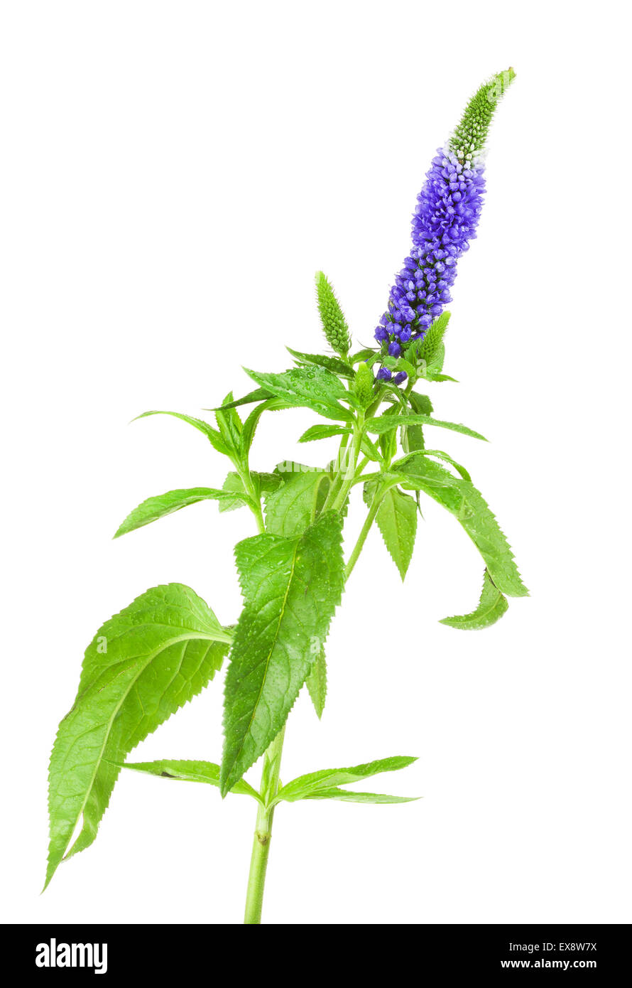 beautiful blue flower, isolated on white background Stock Photo - Alamy