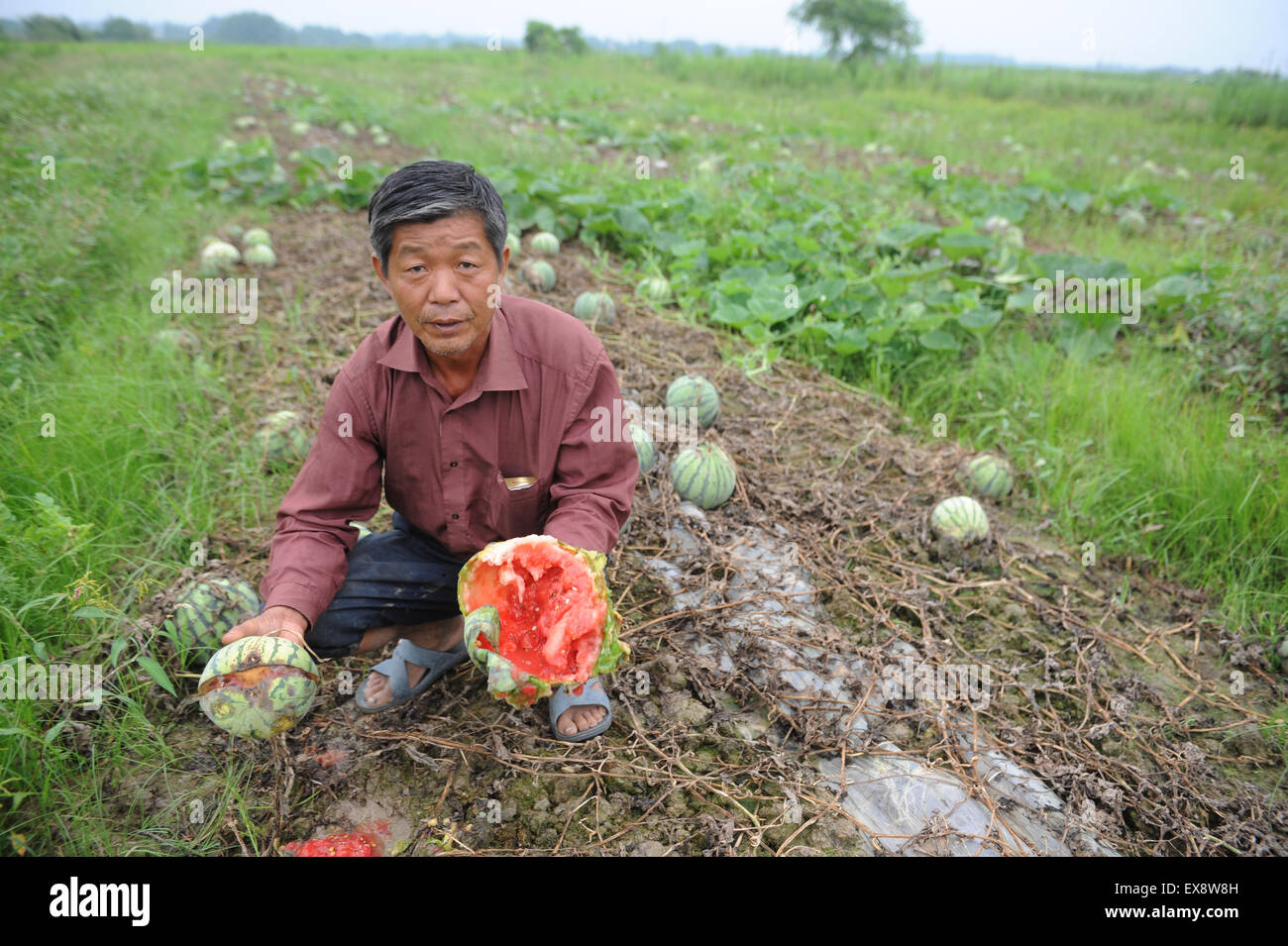 Melon field hires stock photography and images Alamy