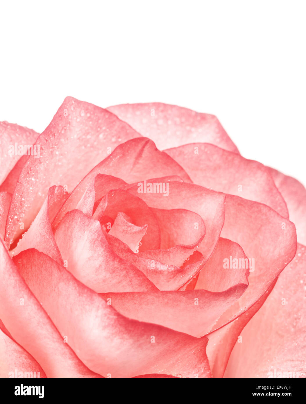 pink rose flower, isolated on white background Stock Photo - Alamy