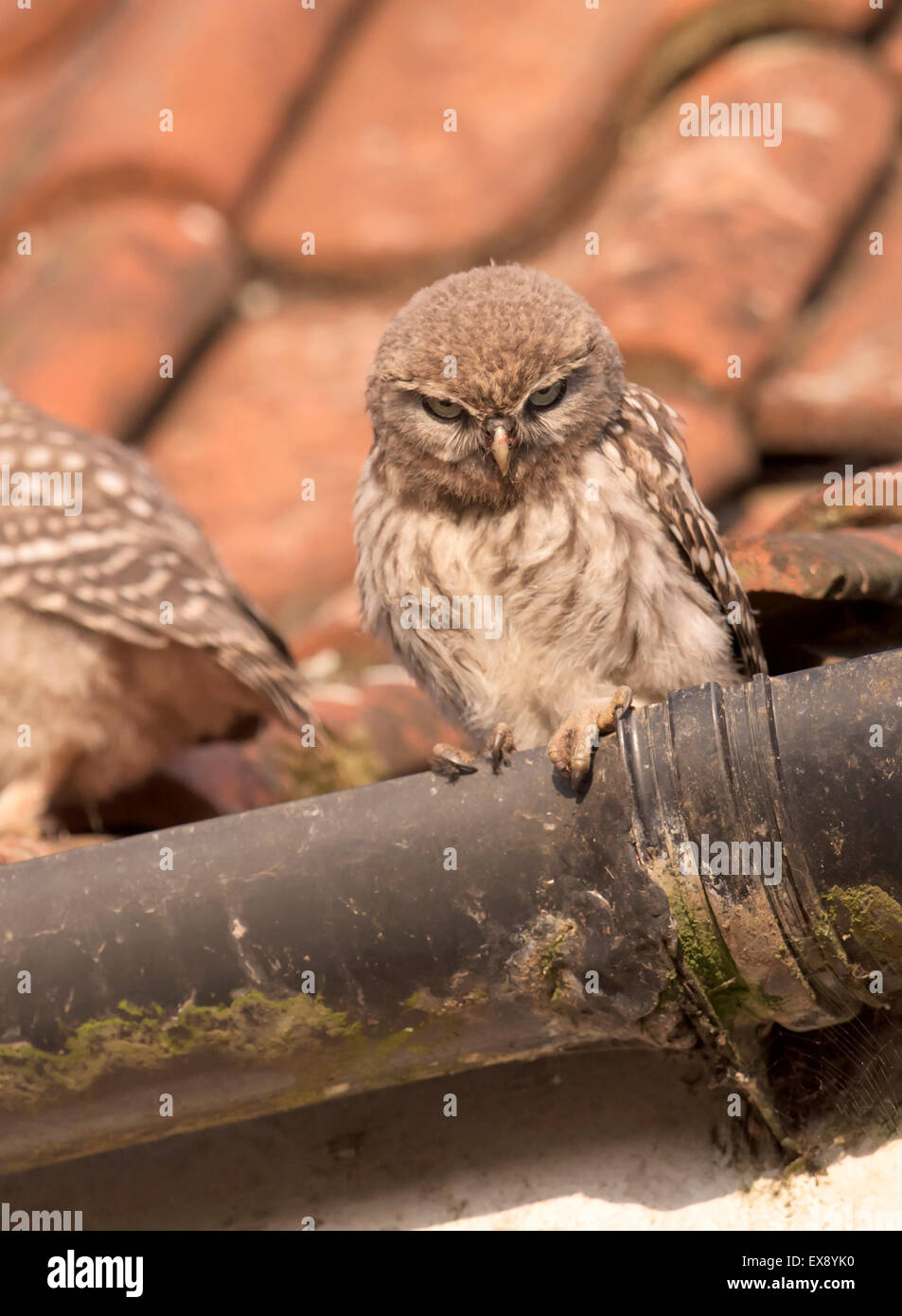 Little Owl fledgling (Athene noctua) giving me the stare Stock Photo