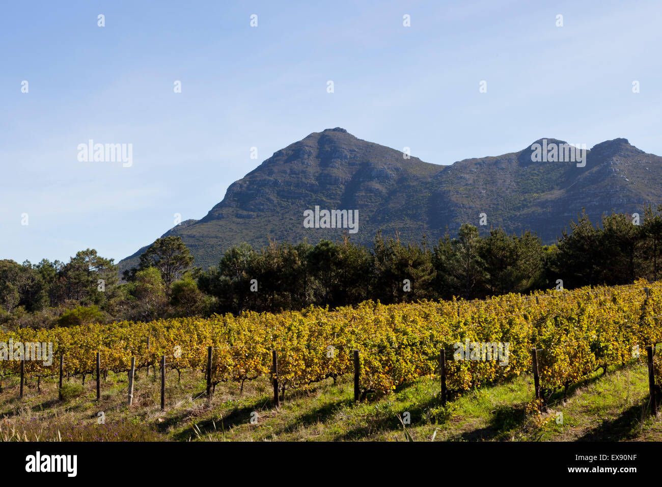 Steenburg Winery Noordhoek near Cape Town South Africa Stock Photo
