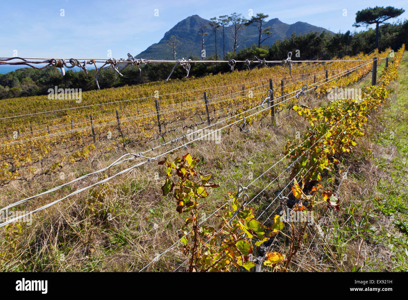 Steenburg Winery Noordhoek near Cape Town South Africa Stock Photo Alamy
