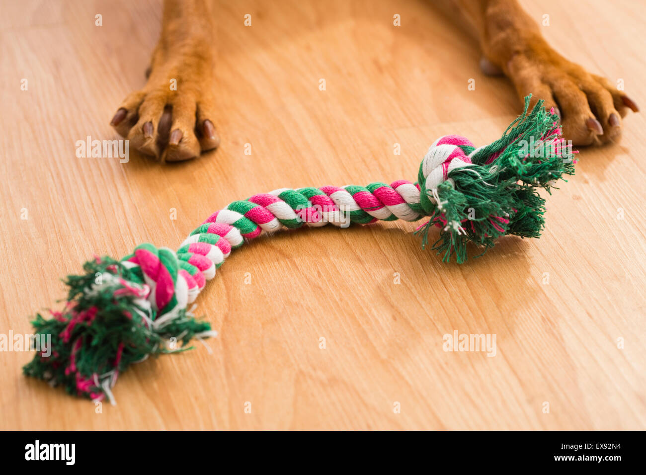 Dog with chew toy on hardwood floor Stock Photo