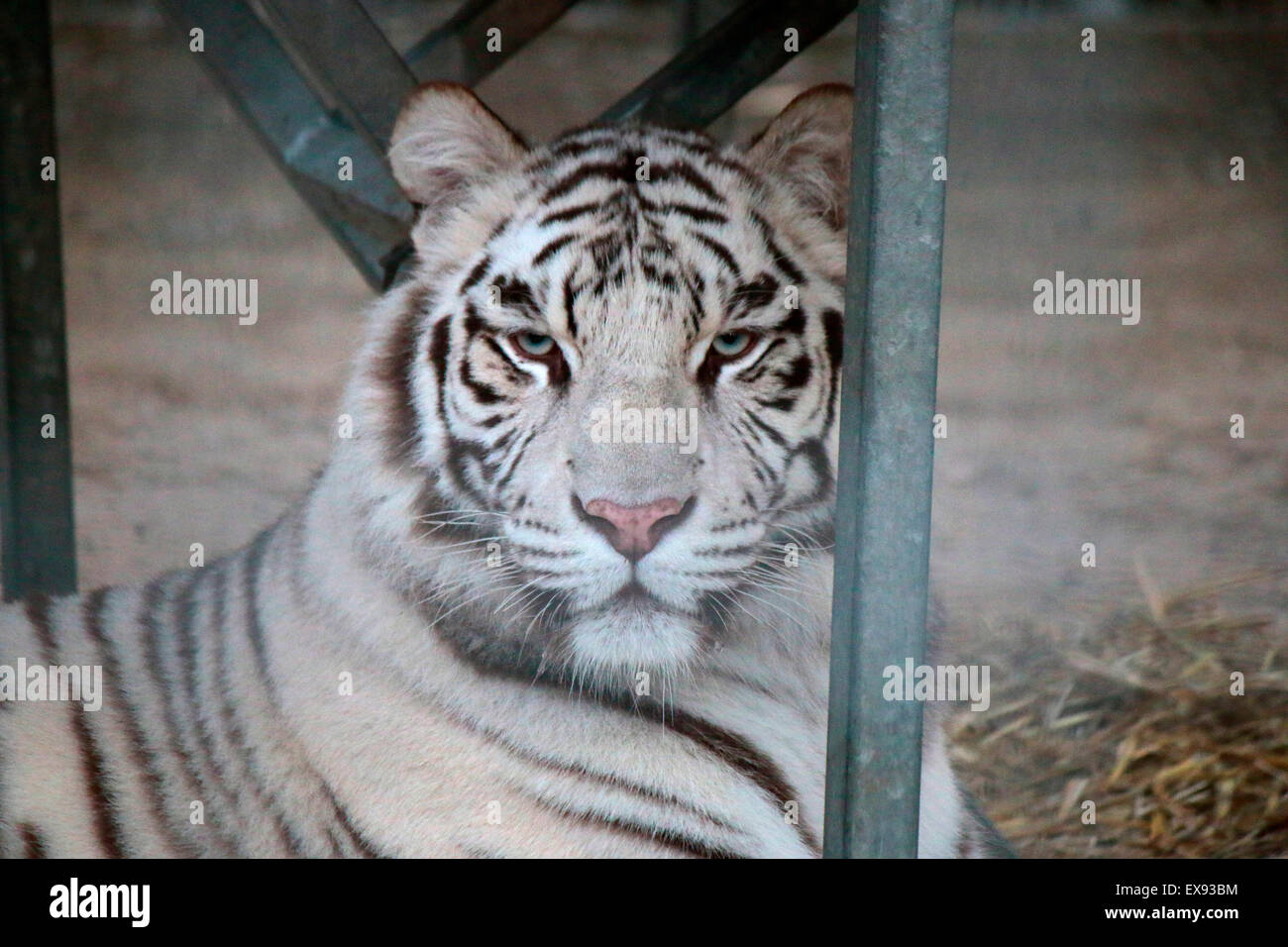 weisser Tiger, Berlin. Stock Photo