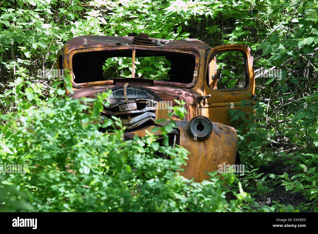 Rusting Chevrolet 1940's light pickup in bushes Stock Photo