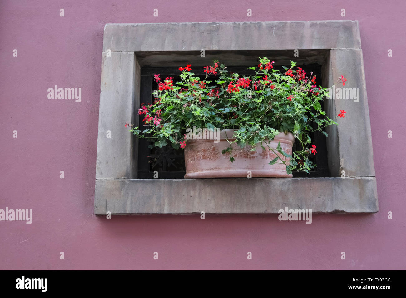 Flowering geranium plant displayed on colourful building wall. Stock Photo
