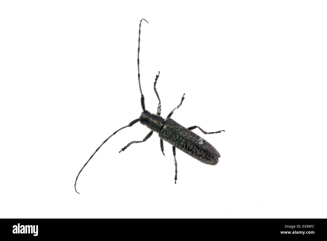Black beetle from family Cerambycidae Stock Photo Alamy