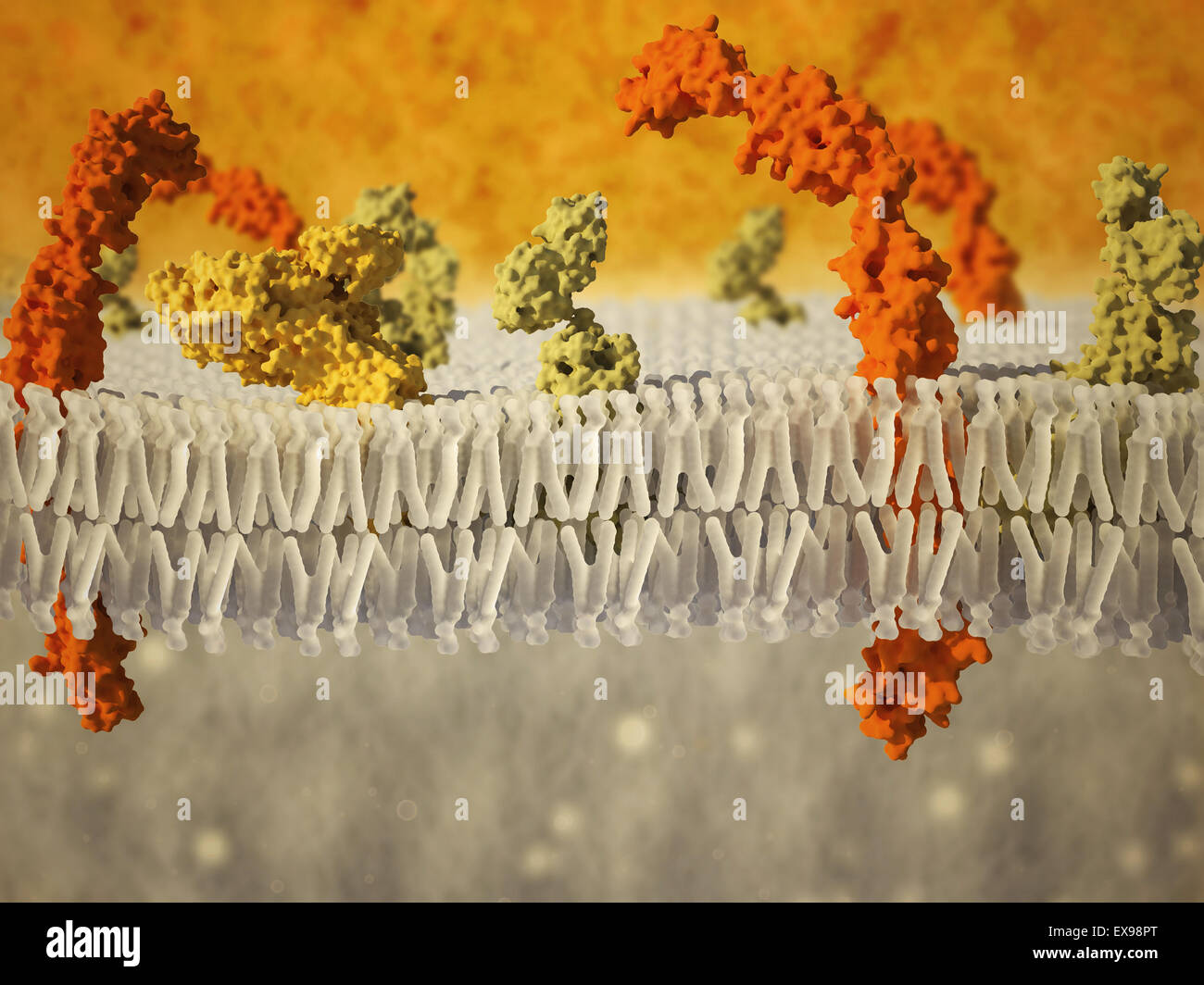 Phospholipid bilayer of the cell membrane. Stock Photo
