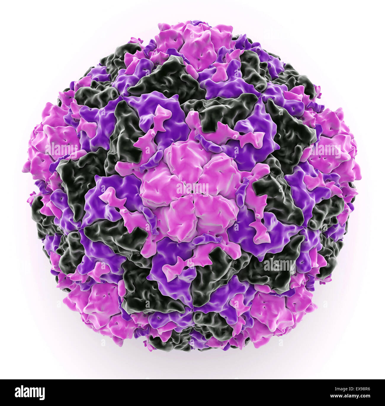 illustration of a human rhinovirus 16 coat protein. Stock Photo