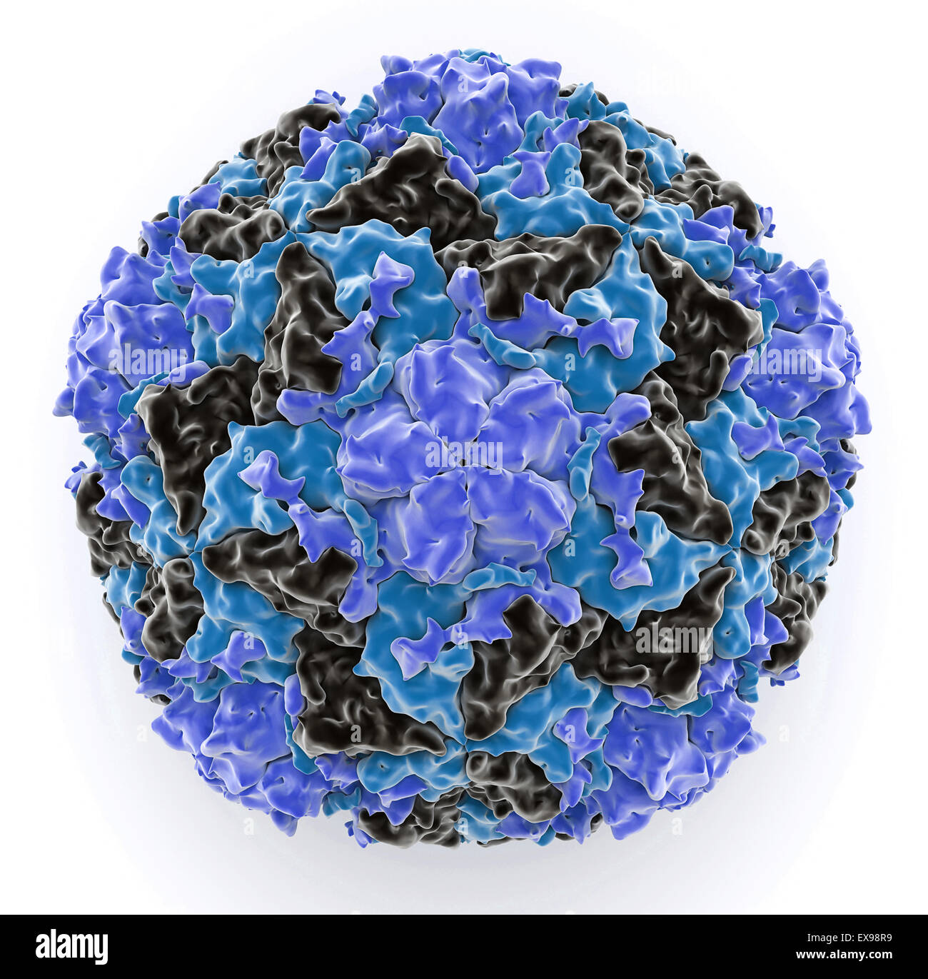 illustration of a human rhinovirus 16 coat protein. Stock Photo