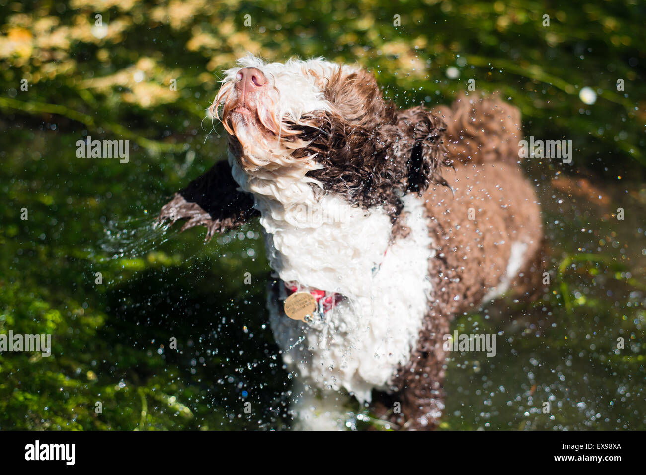 Spanish water dog shaking off water from river Stock Photo