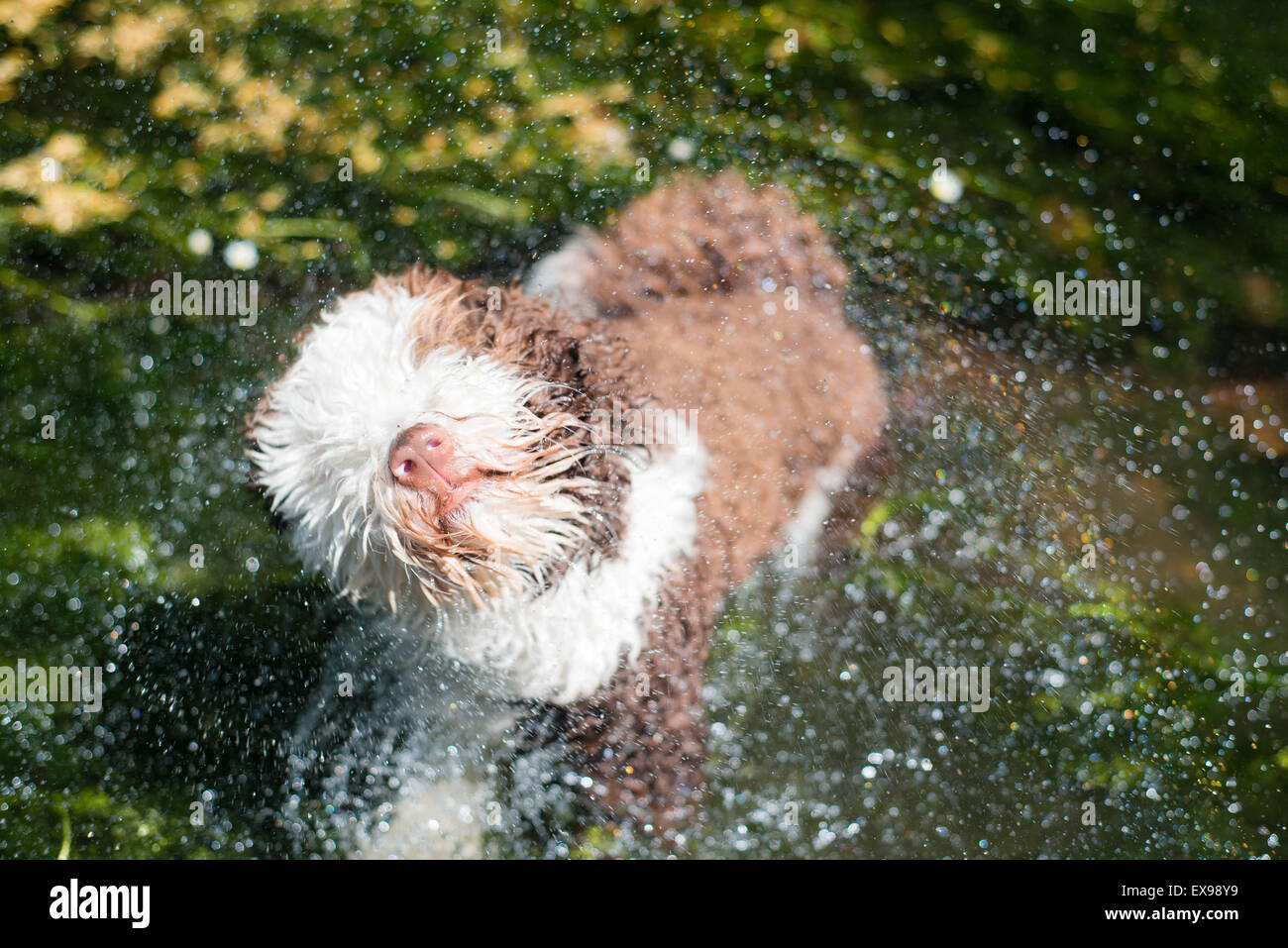 Spanish water dog shaking off water in river Stock Photo