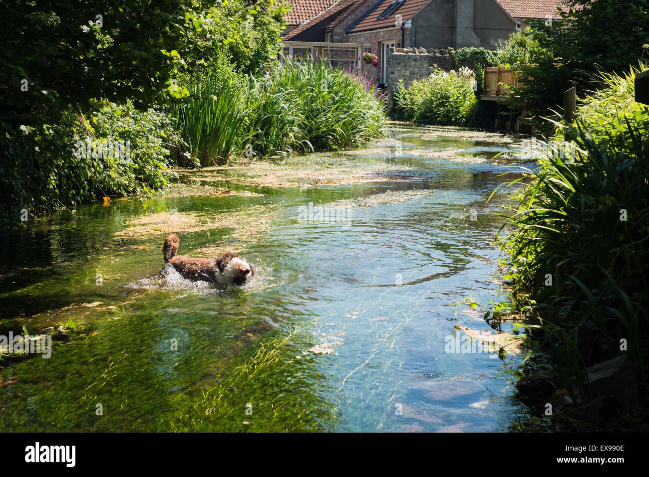 Spanish water dog in river during summer heat Stock Photo
