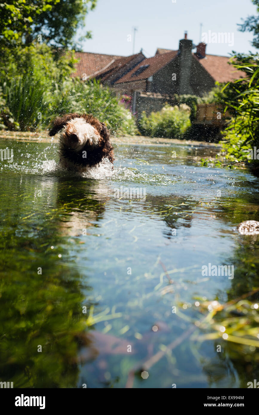 Spanish water dog puppy cooling down in river during summer heat Stock Photo