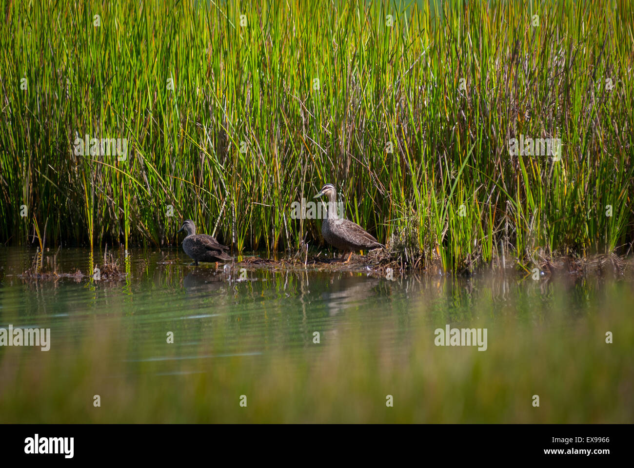 Pacific black ducks (Anas supercillosa) on swampy environment of Telaga Warna lake, a sulphuric
