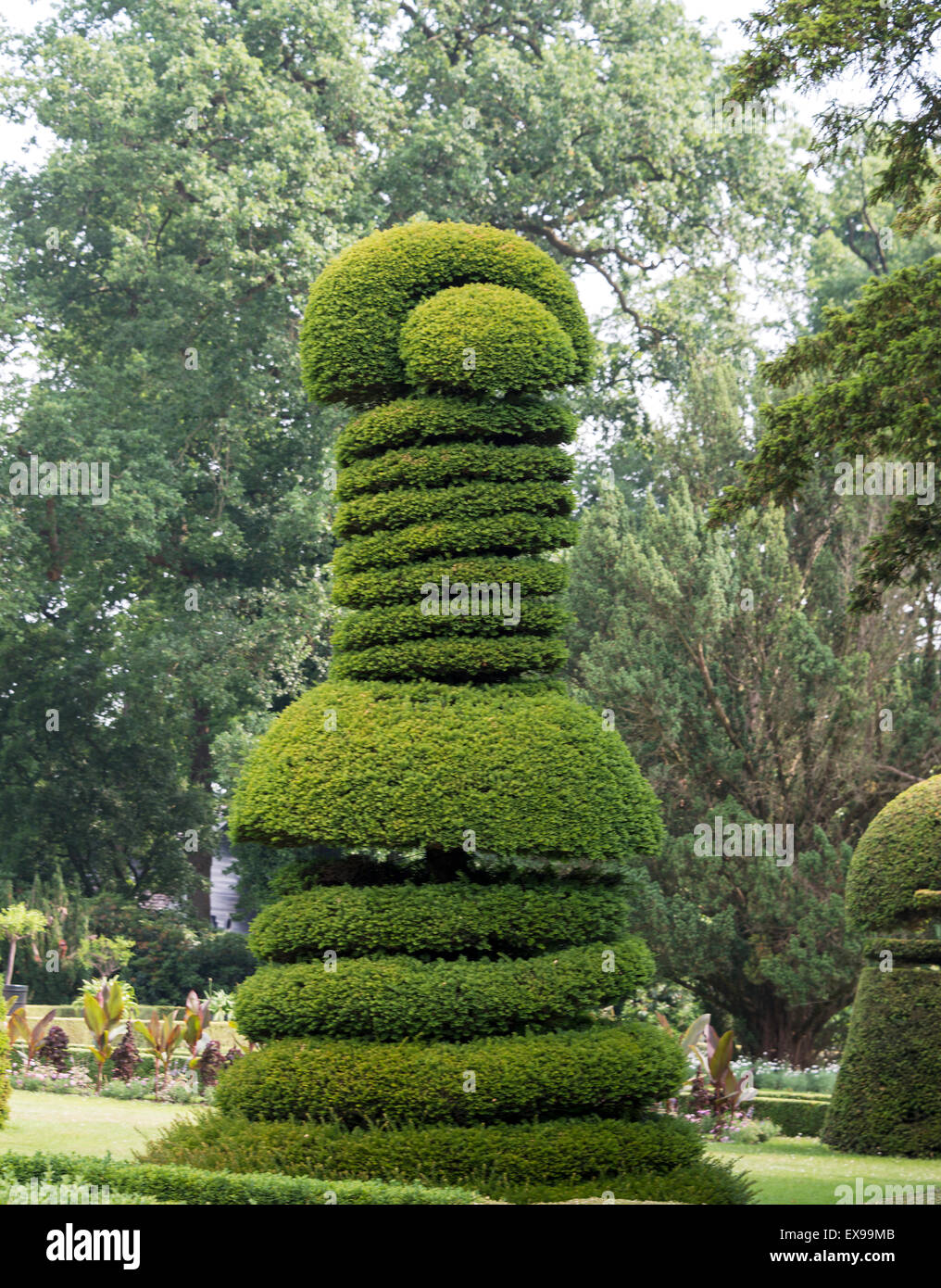 very big pruned buxus tree in special form Stock Photo