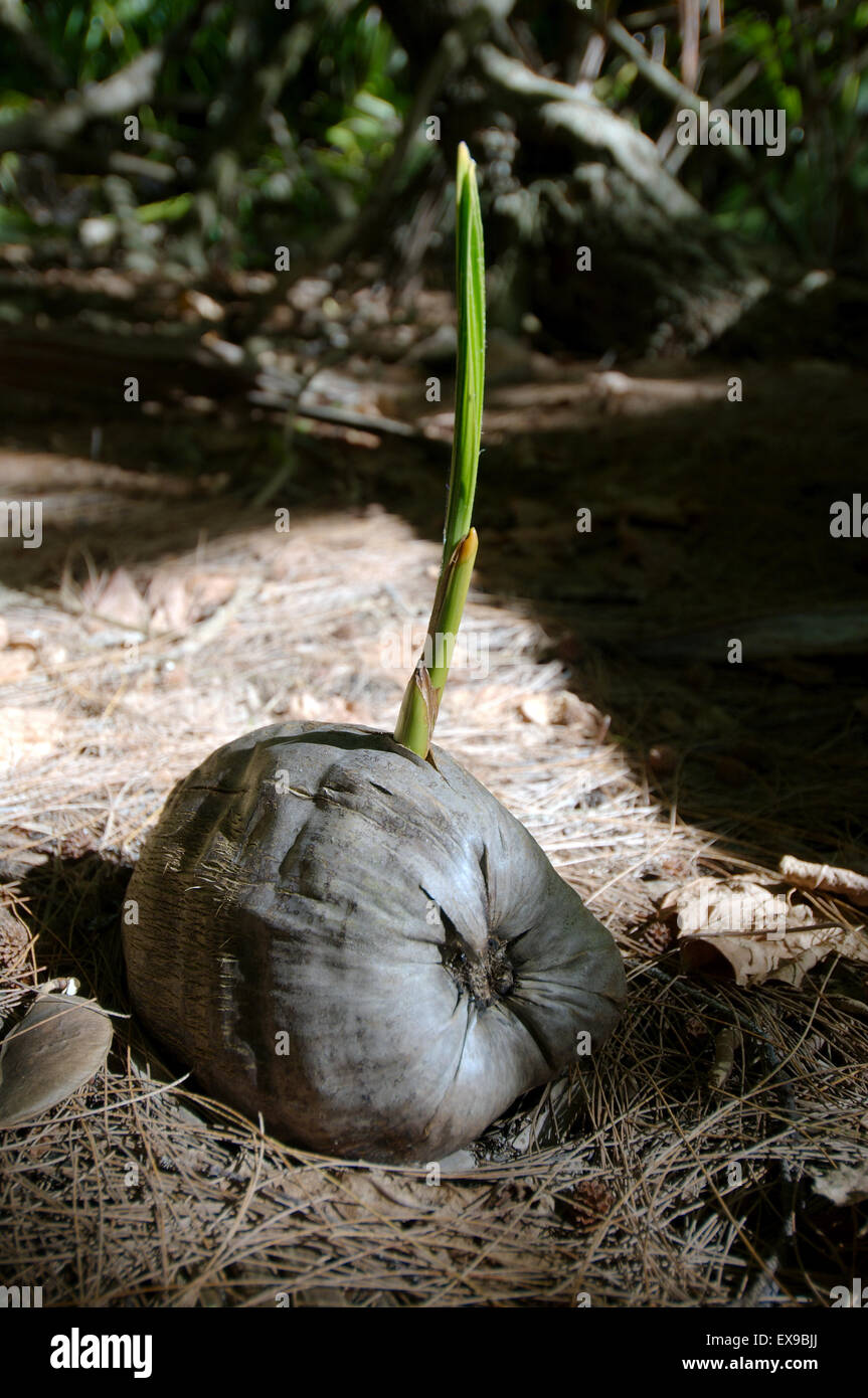 Sprouting coconut, small coconut tree (Cocos nucifera), Denis Island