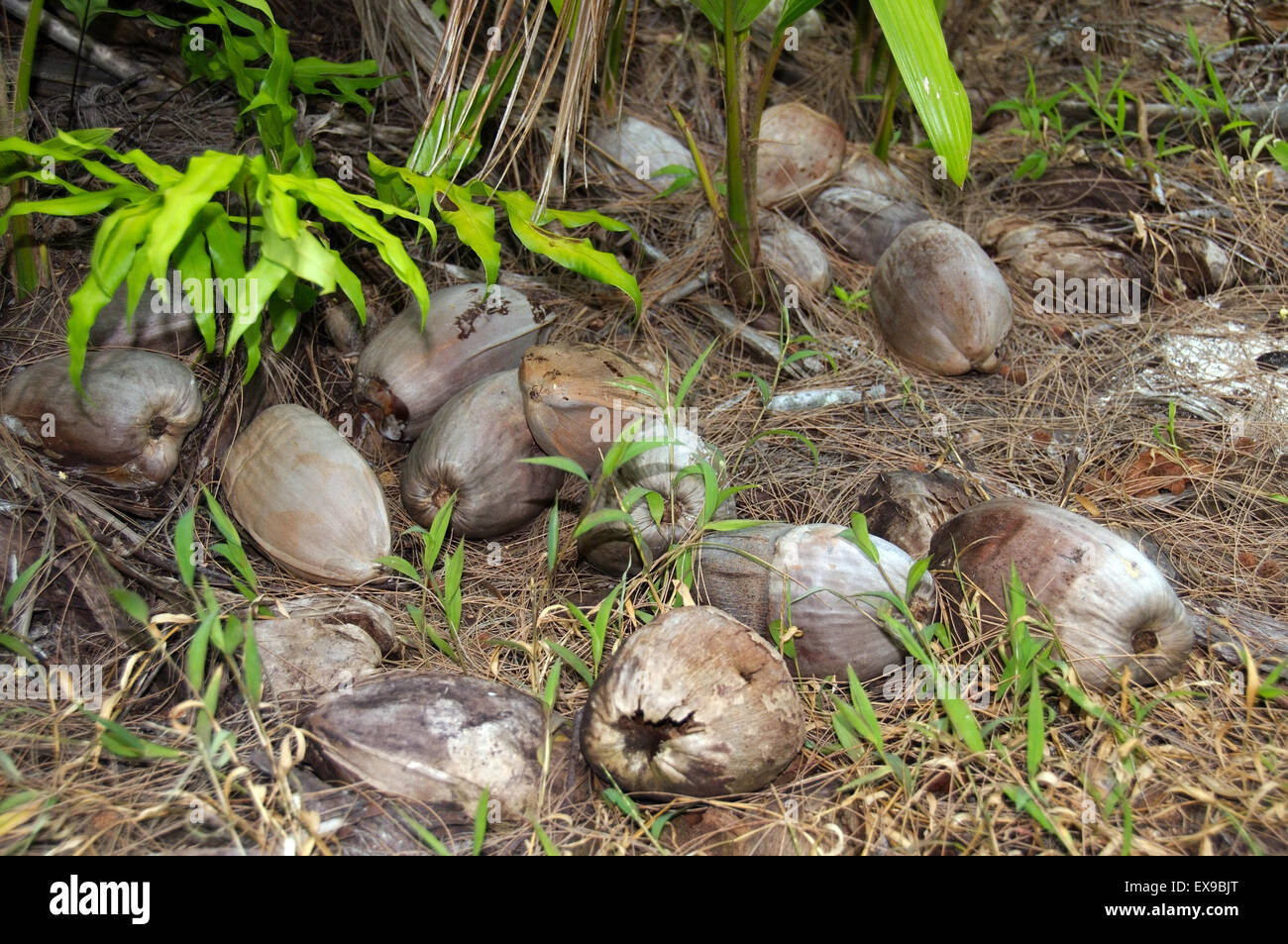 Sprouting coconut, small coconut tree (Cocos nucifera), Denis Island, Seychelles Stock Photo