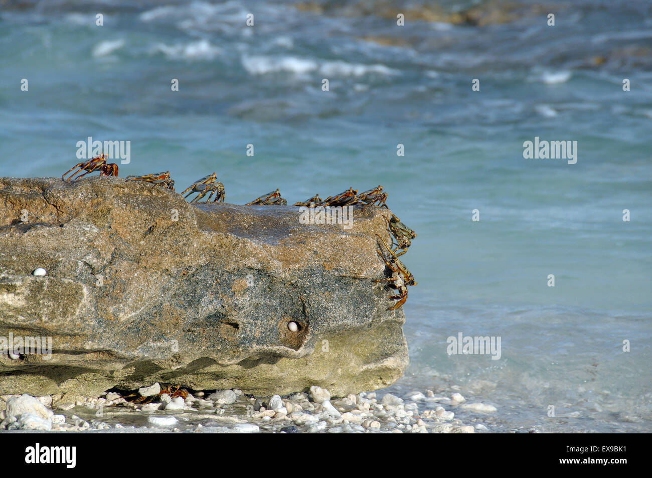 Green rock crab, Sally Lightfoot or abuete negro (Percnon gibbesi) Crabs gathered at the edge of a cliff near the water Stock Photo