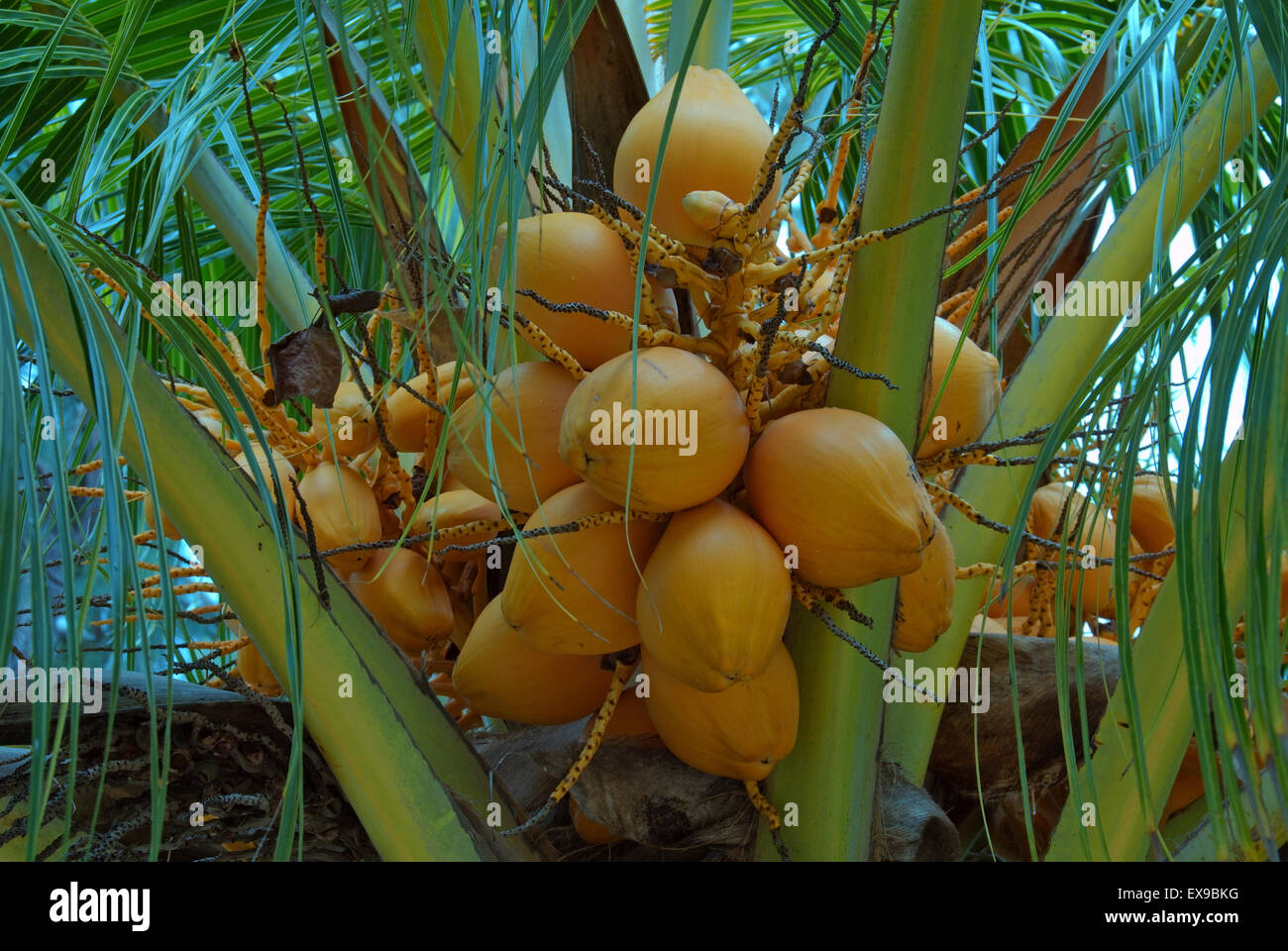 Palm tree fruit hi-res stock photography and images - Alamy