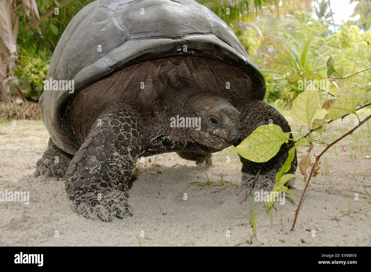 Galapagos tortoise or Galapagos giant tortoise (Chelonoidis nigra) Seychelles Stock Photo
