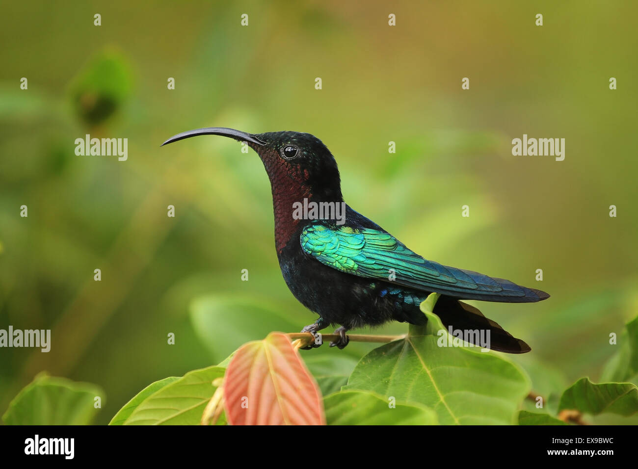 Purple-throated Carib hummingbird Stock Photo