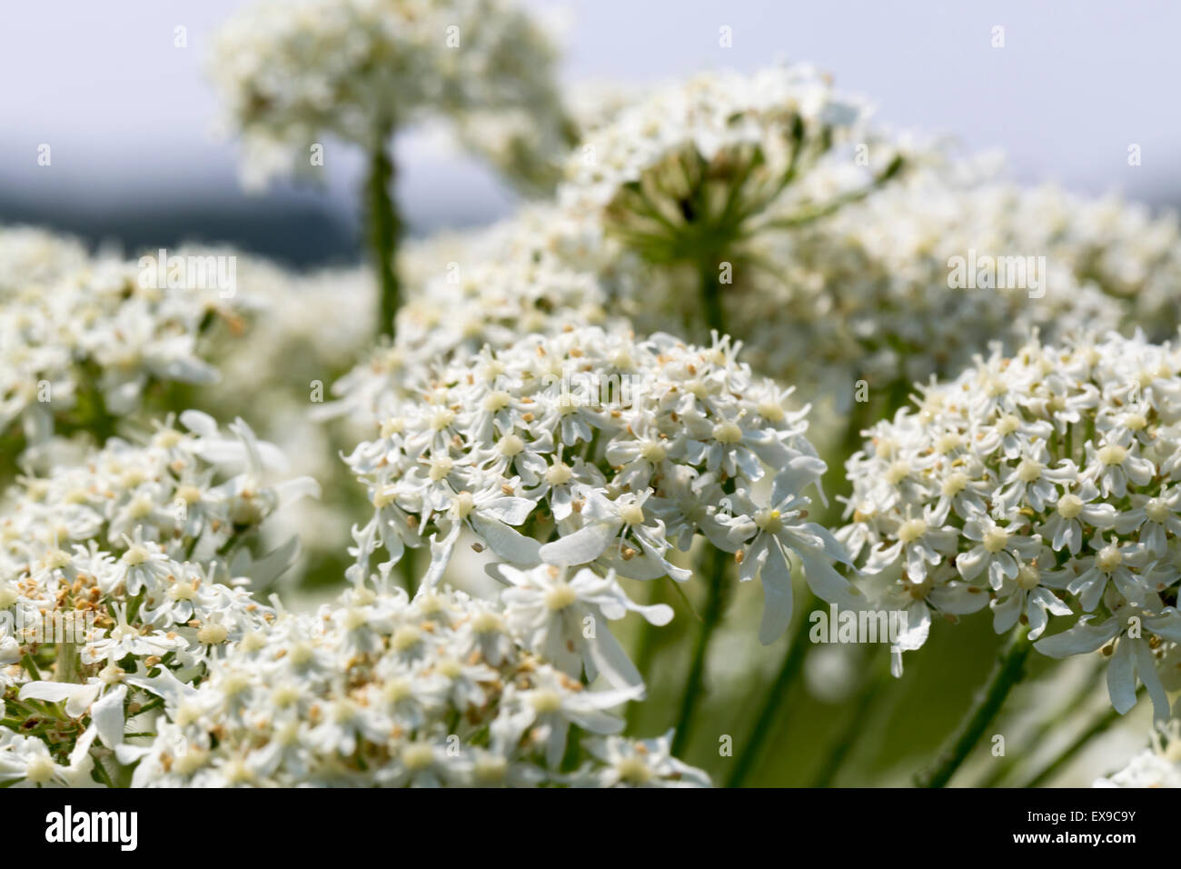 Close up white flowers on a blue sky background Stock Photo