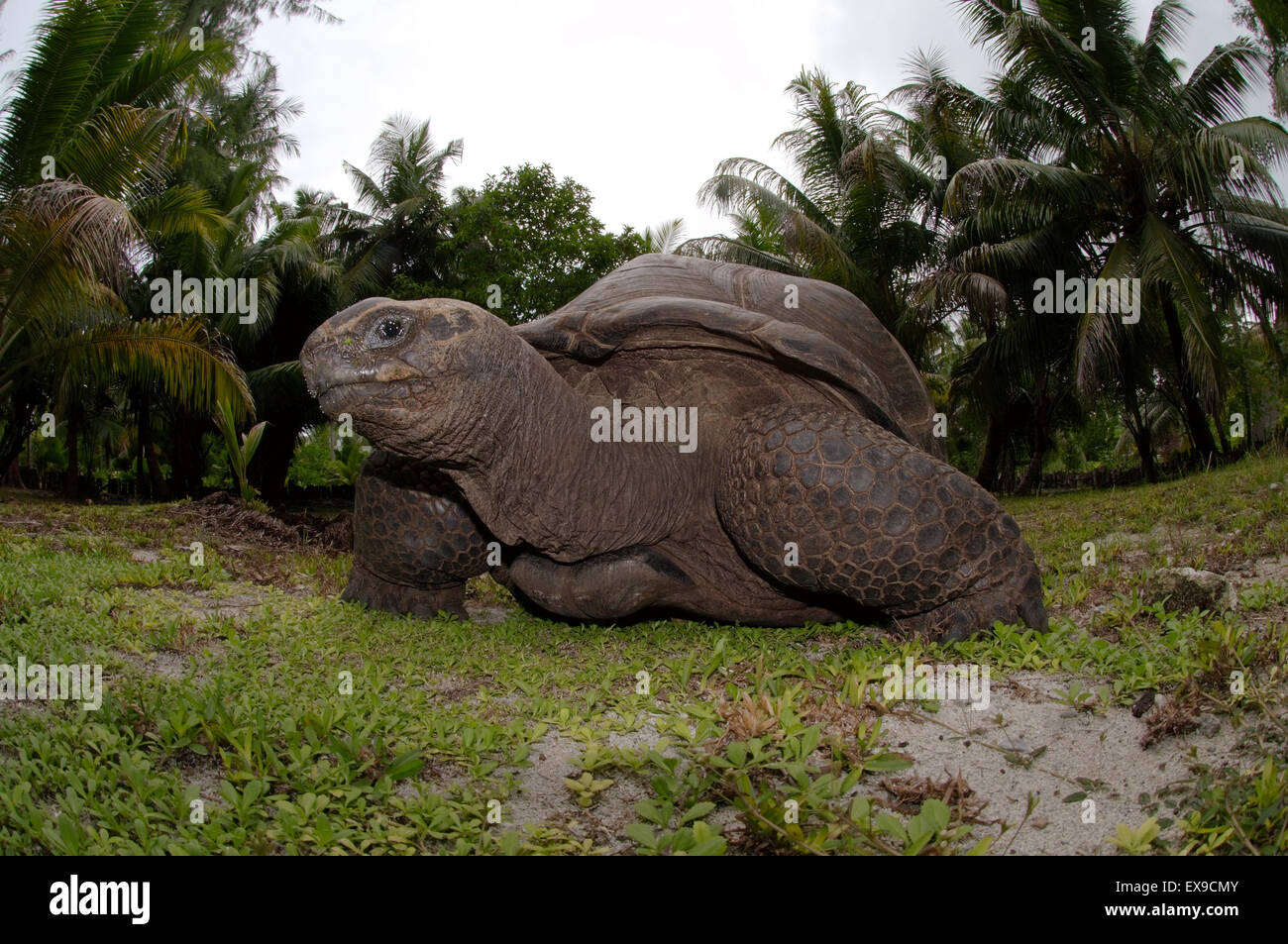 Hood island tortoise galapagos hires stock photography and images Alamy