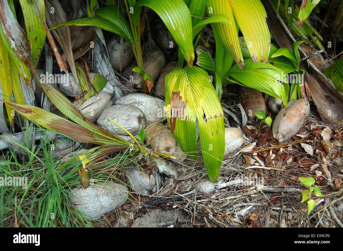 Sprouting coconut, small coconut tree (Cocos nucifera), Denis Island, Seychelles Stock Photo