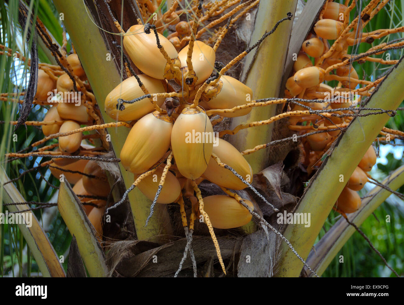 Ripe palm fruits hi-res stock photography and images - Alamy