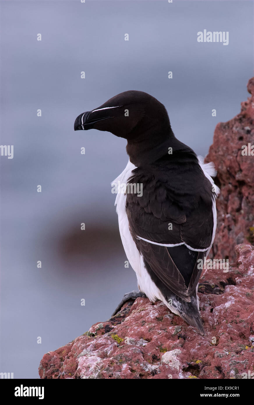 A Razorbill sits on the edge of a cliff top breeding colony on Skokholm Island Stock Photo