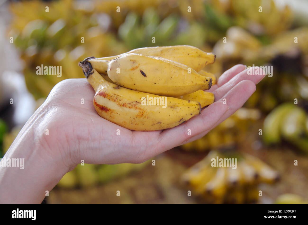 Bananas in a female hand, Mahe island, Seychelles Stock Photo Alamy